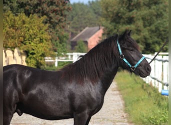 Fellpony, Hengst, 1 Jahr, 137 cm, Rappe