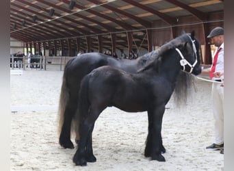 Fellpony, Hengst, 1 Jahr, 140 cm, Schimmel