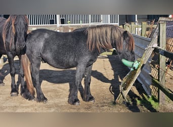 Fellpony, Hengst, 1 Jahr, 140 cm, Schimmel