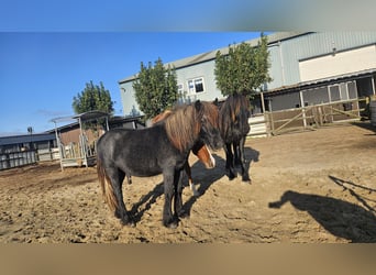 Fellpony, Hengst, 1 Jahr, 140 cm, Schimmel
