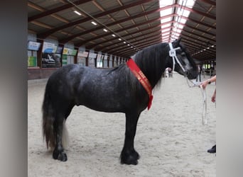 Fellpony, Hengst, 1 Jahr, 140 cm, Schimmel