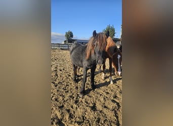 Fellpony, Hengst, 1 Jahr, 140 cm, Schimmel