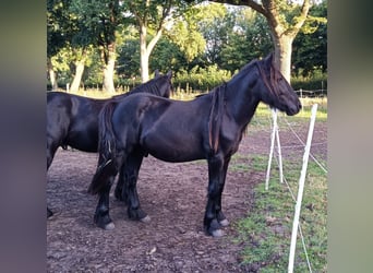 Fellpony, Hengst, 2 Jahre, 139 cm, Rappe