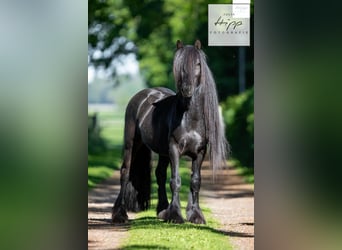 Fellpony, Hengst, 5 Jahre, 137 cm, Rappe