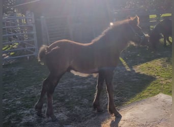 Fellpony, Hengst, Fohlen (06/2025), 142 cm, Rappe