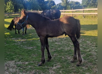 Fellpony, Hengst, Fohlen (06/2025), 142 cm, Rappe