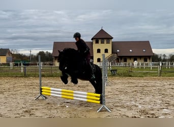 Fellpony, Hingst, 12 år, 142 cm, Svart