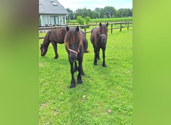 Fellpony, Hengst, 1 Jahr, Rappe