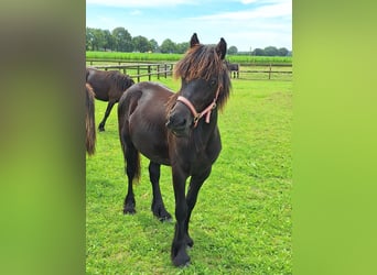 Fellpony, Hingst, 1 år, Svart