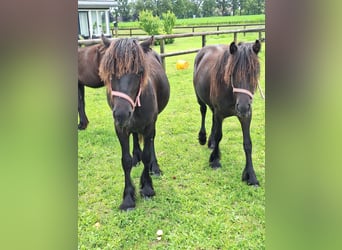 Fellpony, Hengst, 1 Jahr, Rappe