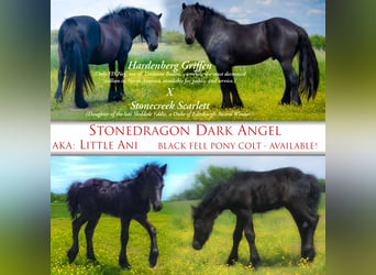 Fellpony, Hingst, Föl (03/2024), 132 cm, Svart