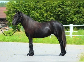 Fellpony, Sto, 2 år, 142 cm, Kan vara vit