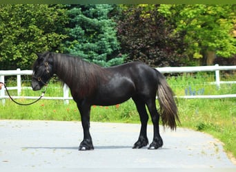 Fellpony, Sto, 2 år, 142 cm, Kan vara vit