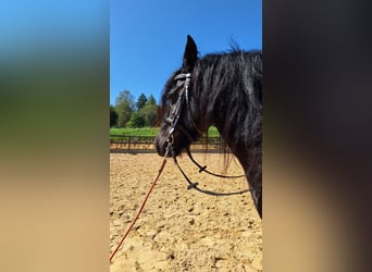 Fellpony, Stute, 8 Jahre, 130 cm, Rappe