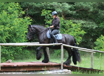 Fellpony, Stute, 10 Jahre, 145 cm, Rappe