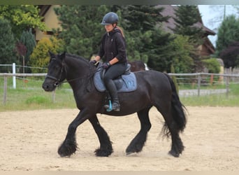 Fellpony, Stute, 10 Jahre, 145 cm, Rappe