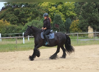 Fellpony, Stute, 10 Jahre, 145 cm, Rappe