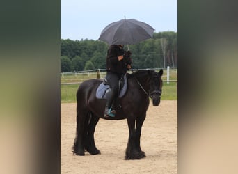 Fellpony, Stute, 10 Jahre, 145 cm, Rappe