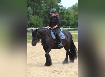 Fellpony, Stute, 10 Jahre, 145 cm, Rappe