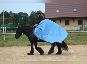 Fellpony, Stute, 10 Jahre, 145 cm, Rappe