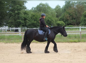 Fellpony, Stute, 10 Jahre, 145 cm, Rappe