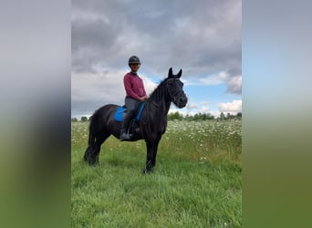 Fellpony, Stute, 11 Jahre, 135 cm, Rappe