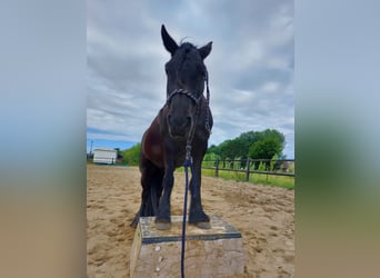 Fellpony, Stute, 11 Jahre, 135 cm, Rappe