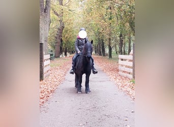 Fellpony, Stute, 11 Jahre, 135 cm, Rappe