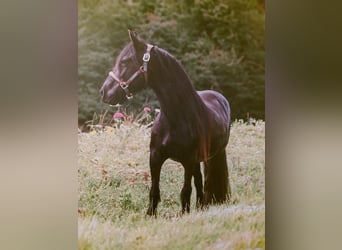 Fellpony, Stute, 11 Jahre, 135 cm, Rappe