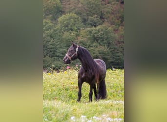 Fellpony, Stute, 11 Jahre, 135 cm, Rappe