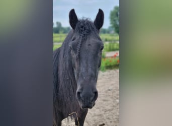 Fellpony, Stute, 11 Jahre, 135 cm, Rappe