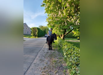 Fellpony, Stute, 11 Jahre, 135 cm, Rappe