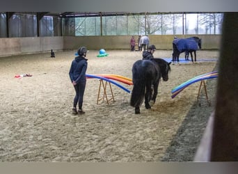 Fellpony, Stute, 11 Jahre, 135 cm, Rappe