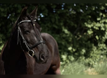 Fellpony, Stute, 16 Jahre, 137 cm, Rappe