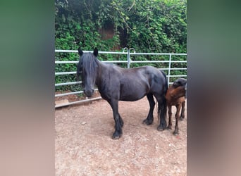 Fellpony, Stute, 17 Jahre, 141 cm, Rappe