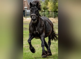 Fellpony, Stute, 20 Jahre, 137 cm, Rappe