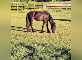 Fellpony, Stute, 2 Jahre, 140 cm, Rappe