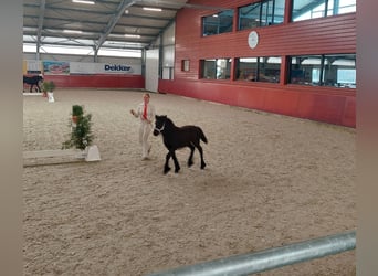 Fellpony, Stute, 3 Jahre, 130 cm, Rappe
