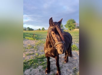 Fellpony, Stute, 3 Jahre, 140 cm, Rappe