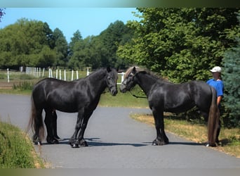Fellpony, Stute, 3 Jahre, 144 cm, Blauschimmel