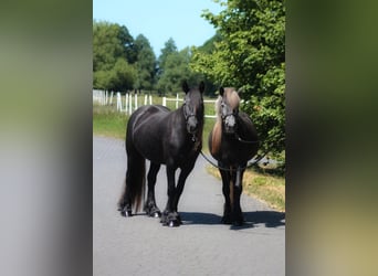 Fellpony, Stute, 3 Jahre, 144 cm, Schimmel