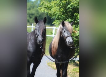 Fellpony, Stute, 3 Jahre, 144 cm, Schimmel