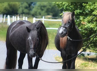 Fellpony, Stute, 3 Jahre, 144 cm, Schimmel