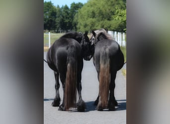 Fellpony, Stute, 3 Jahre, 144 cm, Schimmel