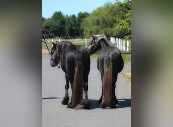 Fellpony, Stute, 3 Jahre, 144 cm, Schimmel