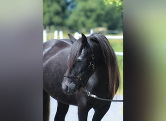 Fellpony, Stute, 3 Jahre, 144 cm, Schimmel