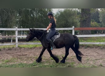Fellpony, Stute, 3 Jahre, 145 cm, Rappe
