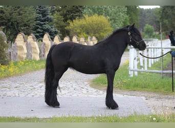 Fellpony, Stute, 3 Jahre, 145 cm, Rappe