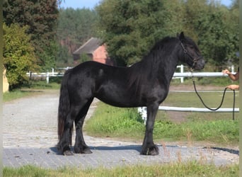 Fellpony, Stute, 4 Jahre, 143 cm, Rappe