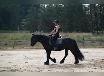 Fellpony, Stute, 4 Jahre, 143 cm, Rappe